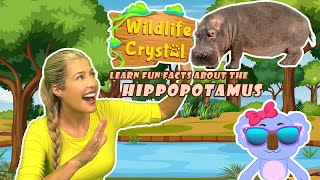 Hippopotamus Facts