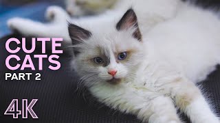 Cute Kitten Brothers Growing Up - 1 Year of Cats' Life - Funny Pets will Make You Smile! by Animals and Pets 460 views 2 years ago 19 minutes