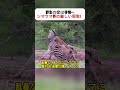 野生の掟は非情… シマウマ界の厳しい現実！ #野生の掟 #シマウマの生態 #ハイエナの逆襲 #動物界のドラマ #サバンナの現実
