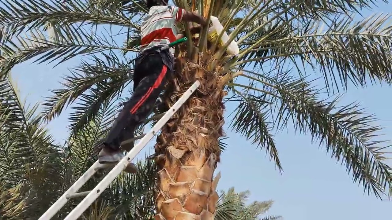 ഈത്തപ്പനയിൽ ആൺ പൂവ് വെയ്ക്കുന്നത് കണ്ടോ 🥰##viedio 