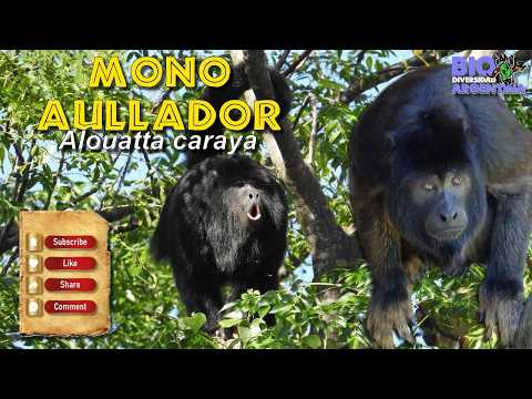 MONO CARAYA / AULLADOR NEGRO - BIOLOGÍA y VOCALIZACIÓN #nature #animals #wildlife #monkey