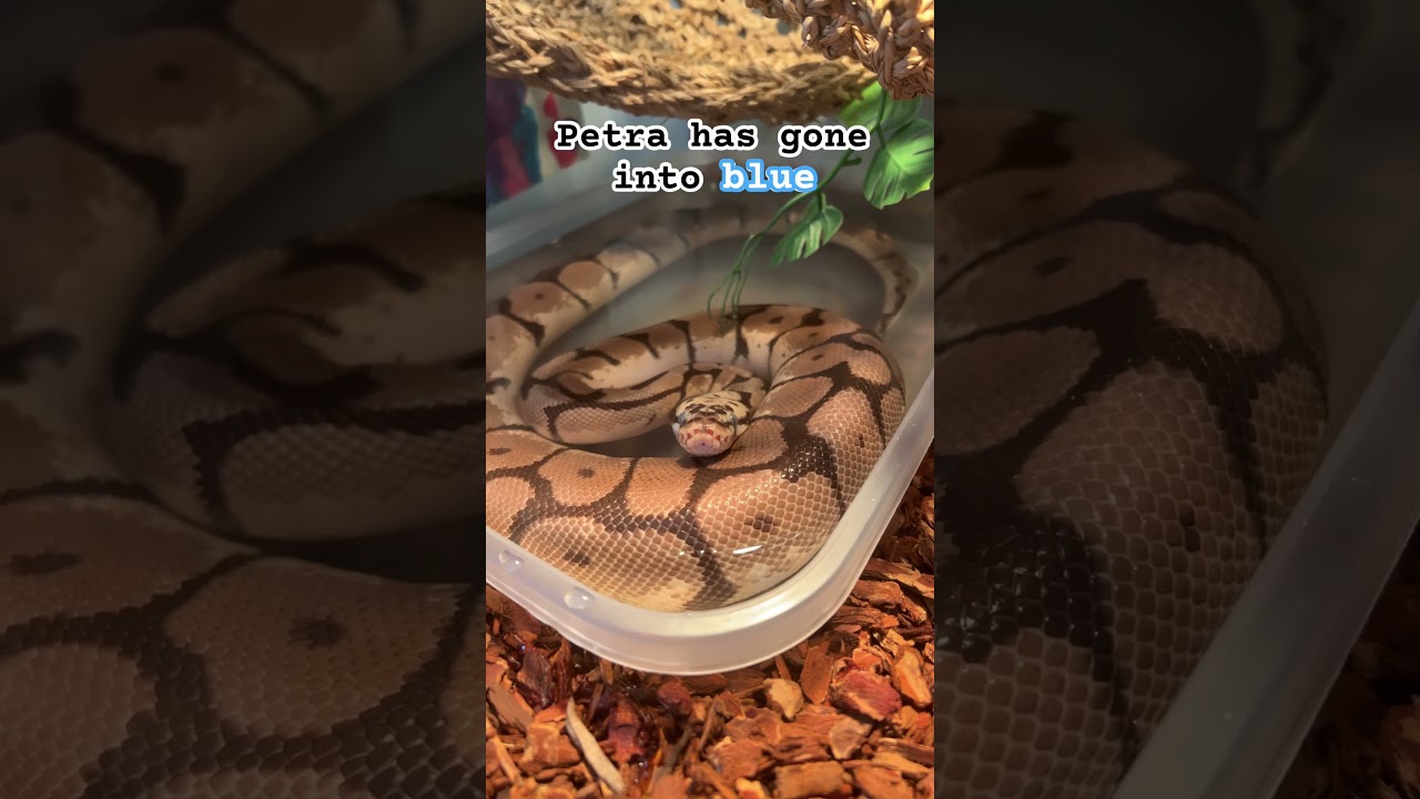 Petra’s going to shed! 
