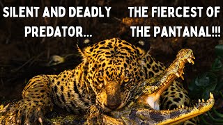 Silent and Deadly Predator...The Most Fierce Jaguar in the Pantanal!!!