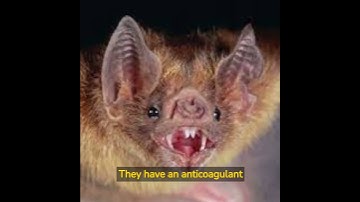 The Secret Life of Vampire Bats: Bloodsucking Facts Revealed!  #vampirebats #bloodsuckers #nature