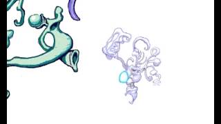 morphogenesis