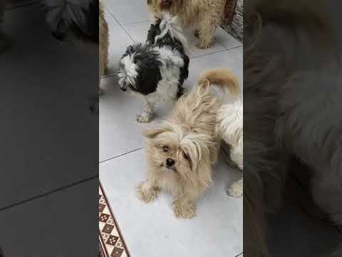 Video: Anjing Akan Menggonggong – Hadapilah - Anjing Murni