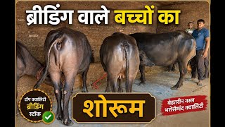 ब्रीडिंग वाले ताबड़तोड़ बच्चों का शोरूम - आम पशुपालक ने की असली ब्रीडिंग - कोई मुकाबला नहीं
