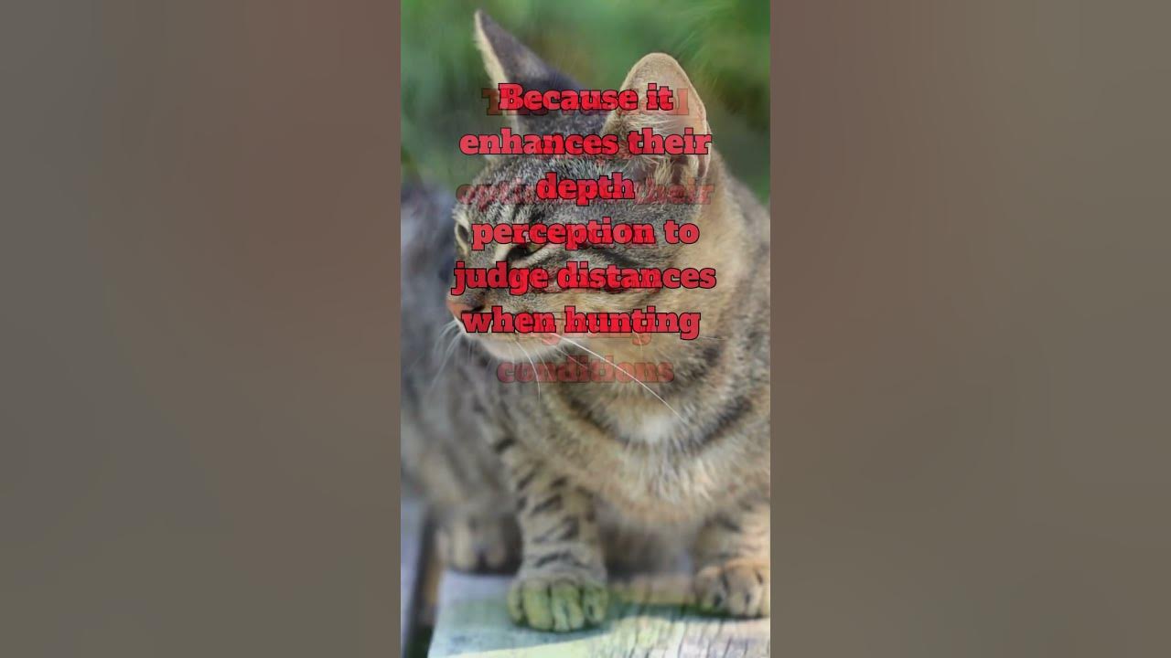 Why Do Cats Have Vertical Pupils YouTube why-do-cats-have-vertical-pupils-youtube