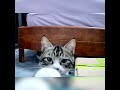 萌竉的迷思77 : 監控猫咪日常  #funny #搞笑 #幽默 #cat #人生 #喵喵 #喵星人 #cute#反應#迷思 #搞笑 #幽默#小奶猫#護食#監控