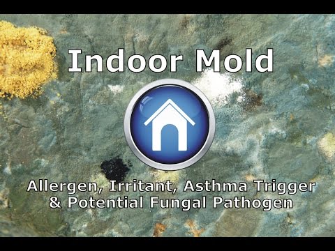 Indoor Mold - Allergen, Irritant, Asthma Trigger and Potential Fungal Pathogen