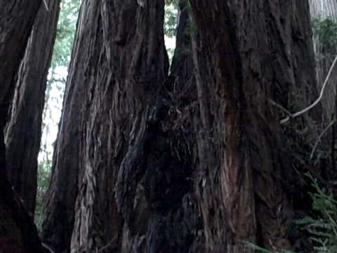 muirskate In Muir Woods