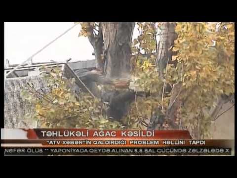 Video: Ağacın Qabığı Ilə Müalicə Olunuruq