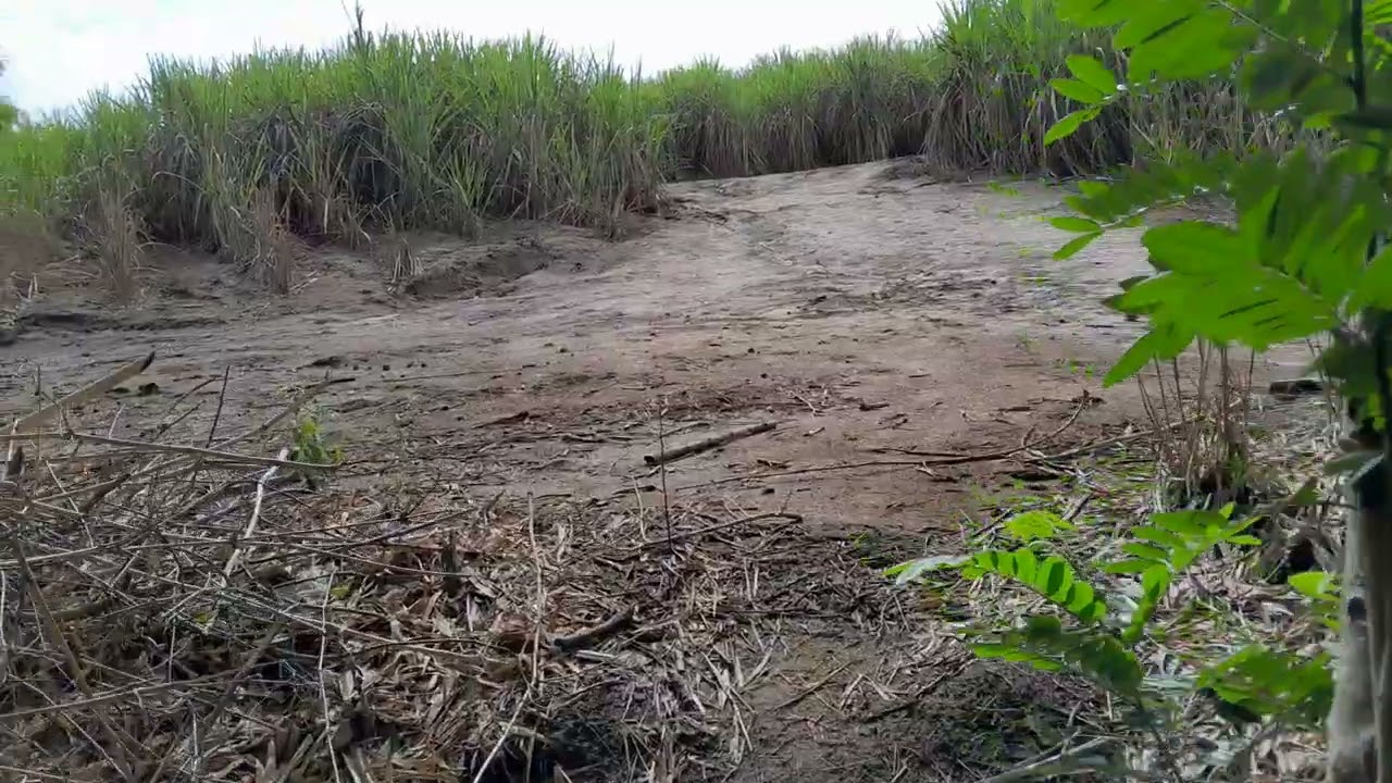 En buscar de maniva de macaxeira 