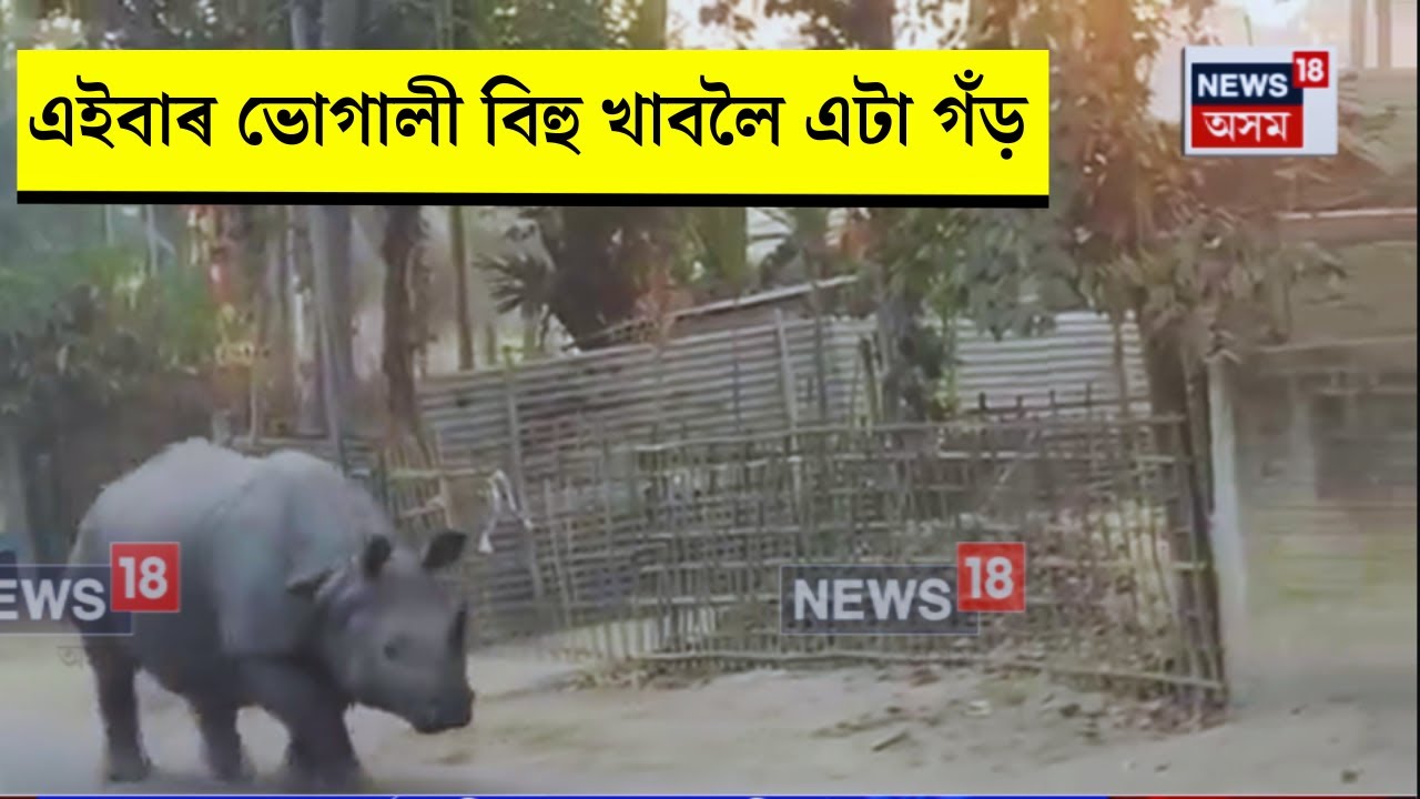 Jagiroad News। এইবাৰ ভোগালী বিহু খাবলৈ এটা গঁড়। N18V