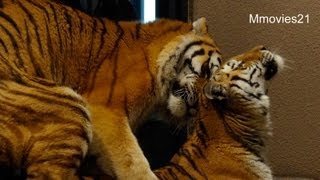 同居と別居 アムールトラのタツオとアイ~Amur Tiger