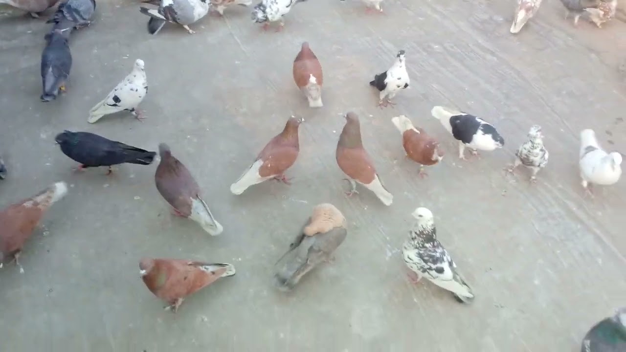 Javed gill ka shok Multan city 🕊🕊🕊✌🕊🕊🕊