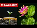 EPIC Zinnia Flower Time Lapse - 75 Days In 1 Minute!
