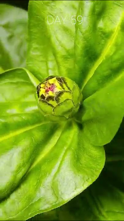 EPIC Zinnia Flower Time Lapse - 75 Days In 1 Minute!