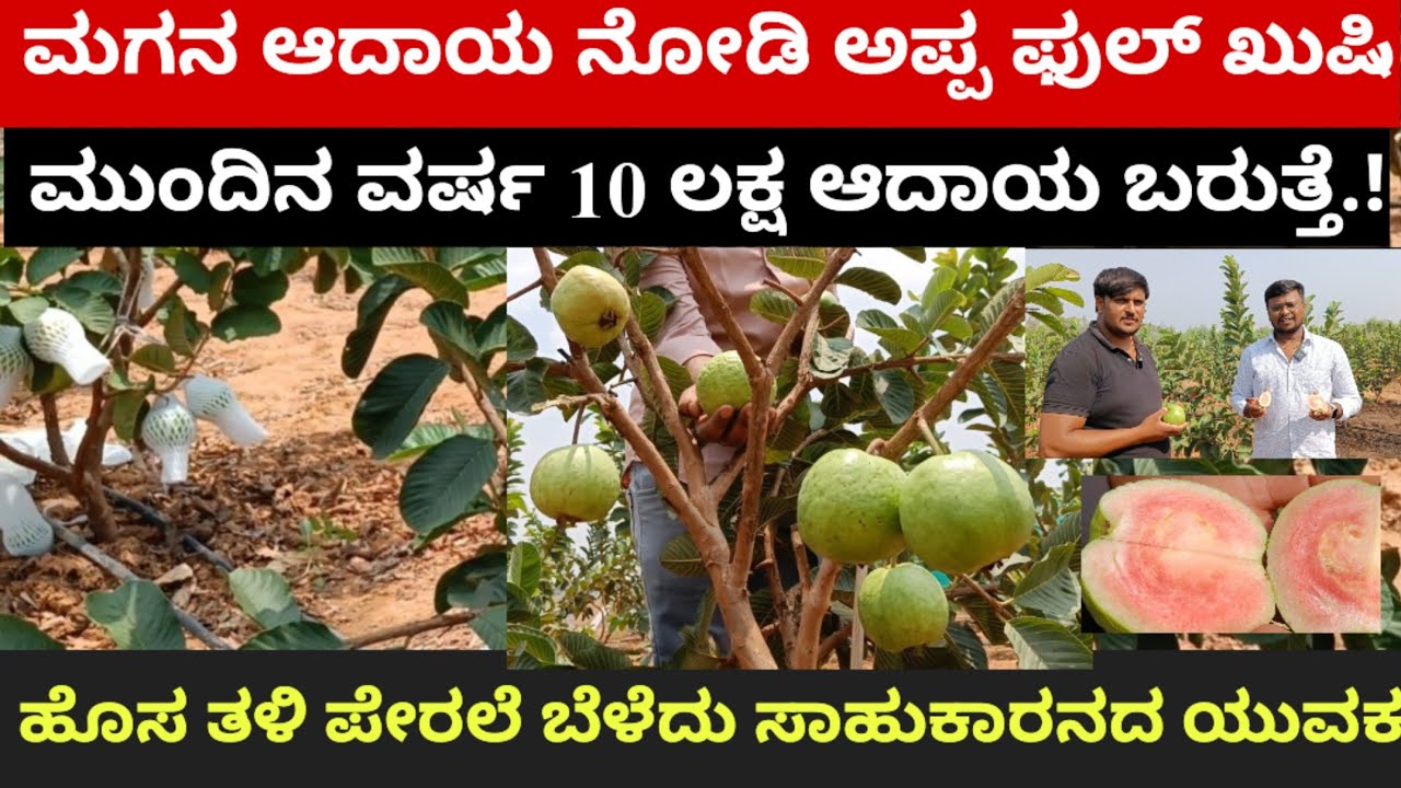 ಹೊಸ ತಳಿಯ ಪೇರಲೆ ಬೆಳೆದು ಸಾಹುಕಾರನದ ಯುವಕ.! ಮುಂದಿನ ವರ್ಷ 10 ಲಕ್ಷ ಆದಾಯ ಬರುತ್ತೆ.!