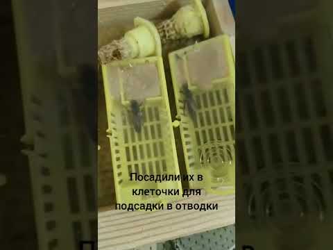 Молодые матки пчёл