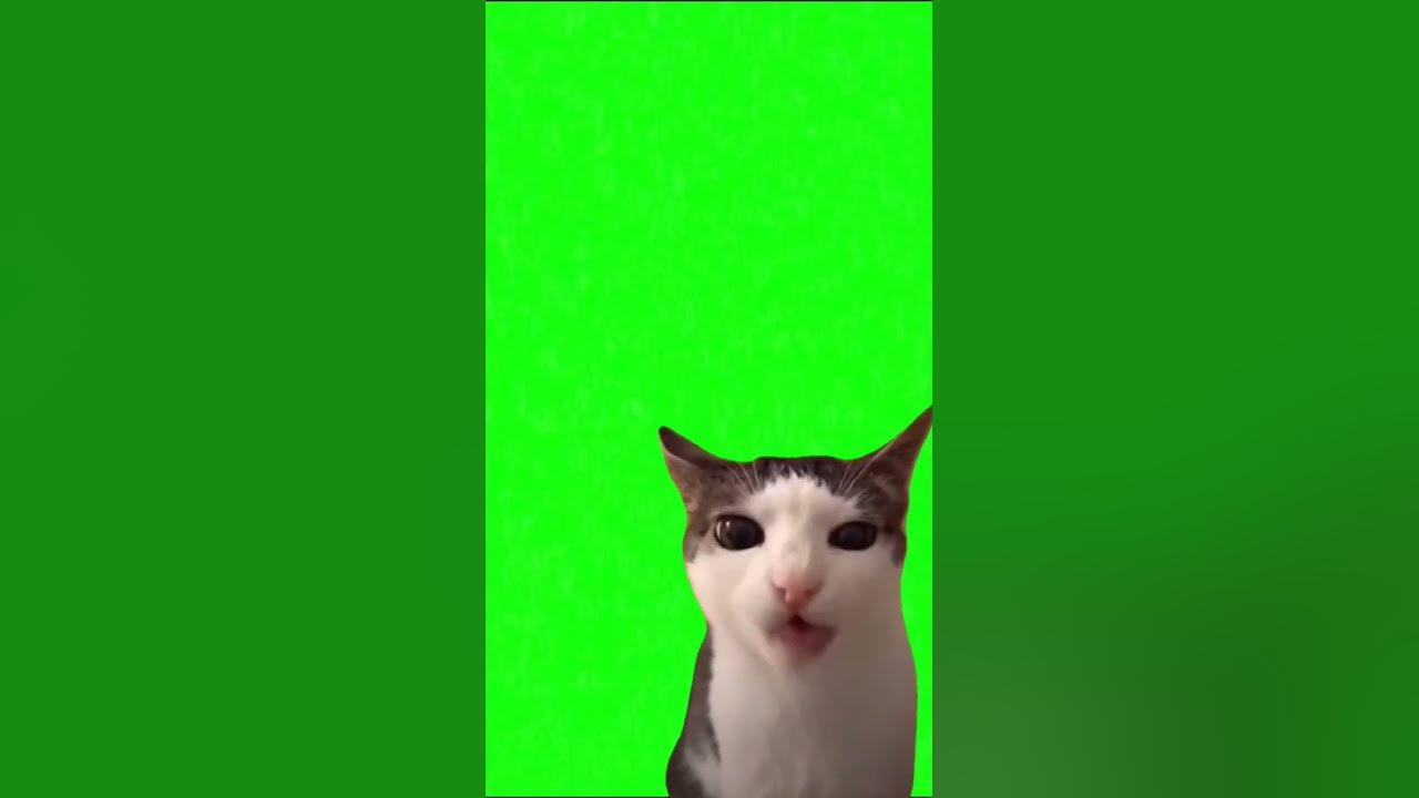 Скачать мем с котами на зеленом