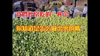 我們經常吃的“榨菜”，你知道是怎麼做出來的嗎？