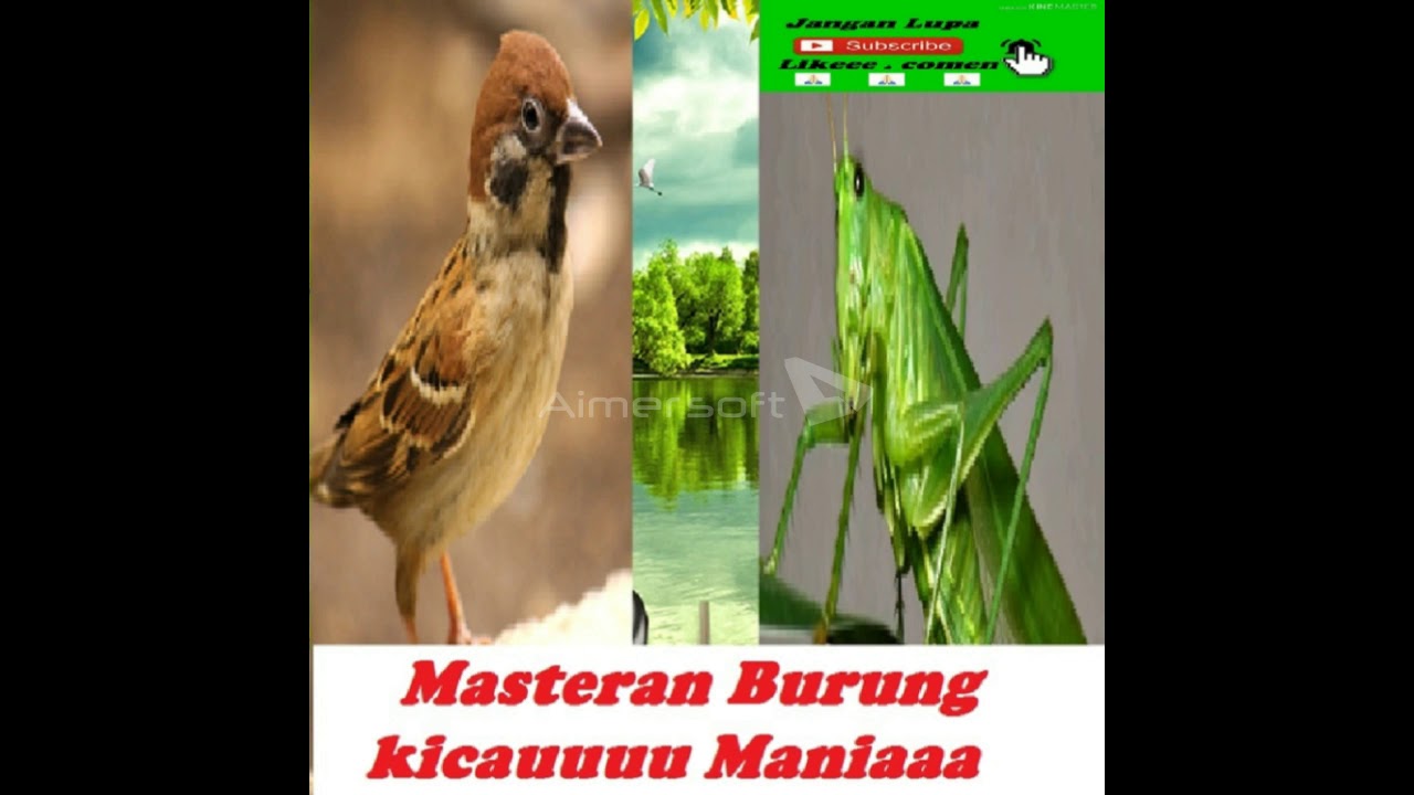 Masteran burung gereja v walang kecek 