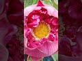 Blooming bold and beautiful - red lotus #lotus#waterplants #garden #trending #red lotus