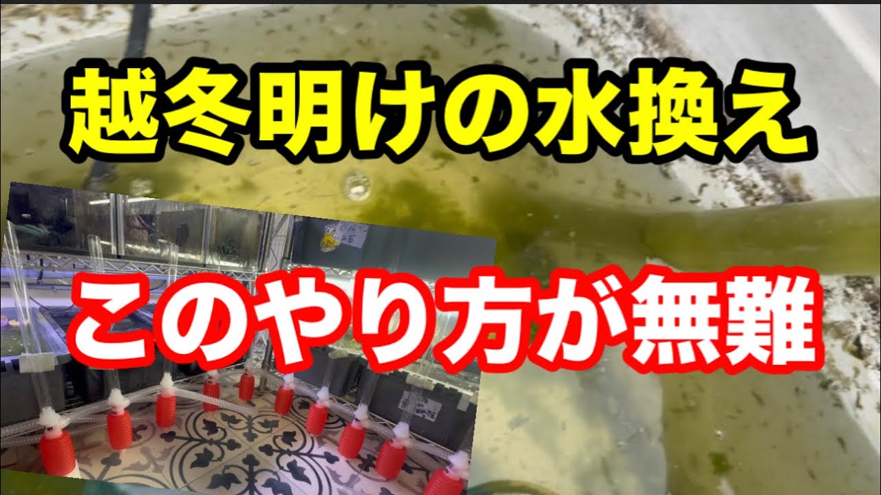 越冬できたメダカを落とさない為には！【めだか】