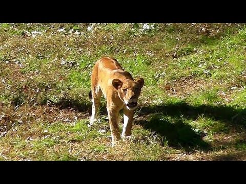 吠えるライオンの子供イチゴ 多摩動物公園 Roaring Lion Cub Youtube 吠えるライオンの子供イチゴ 多摩動物公園 Roaring Lion Cub Youtube