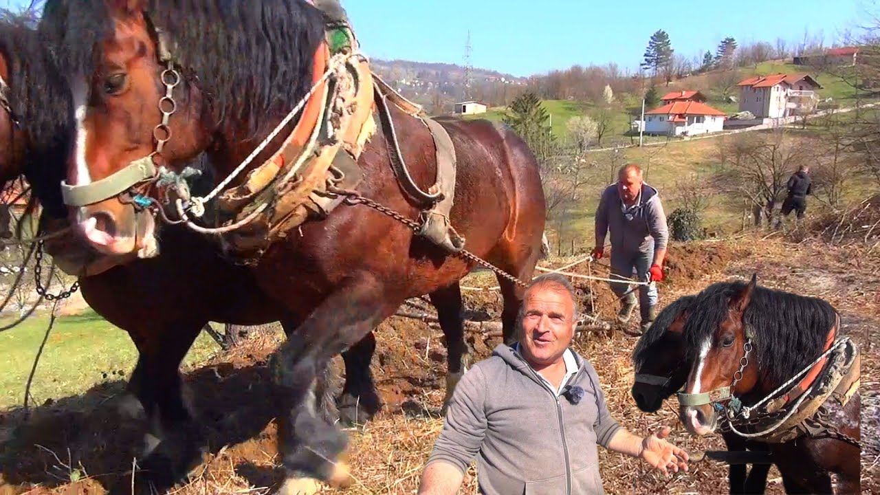 Ja oko konja volim isto što hodža voli da klanja a  oranje mi dođe ko' eksurzija😂.