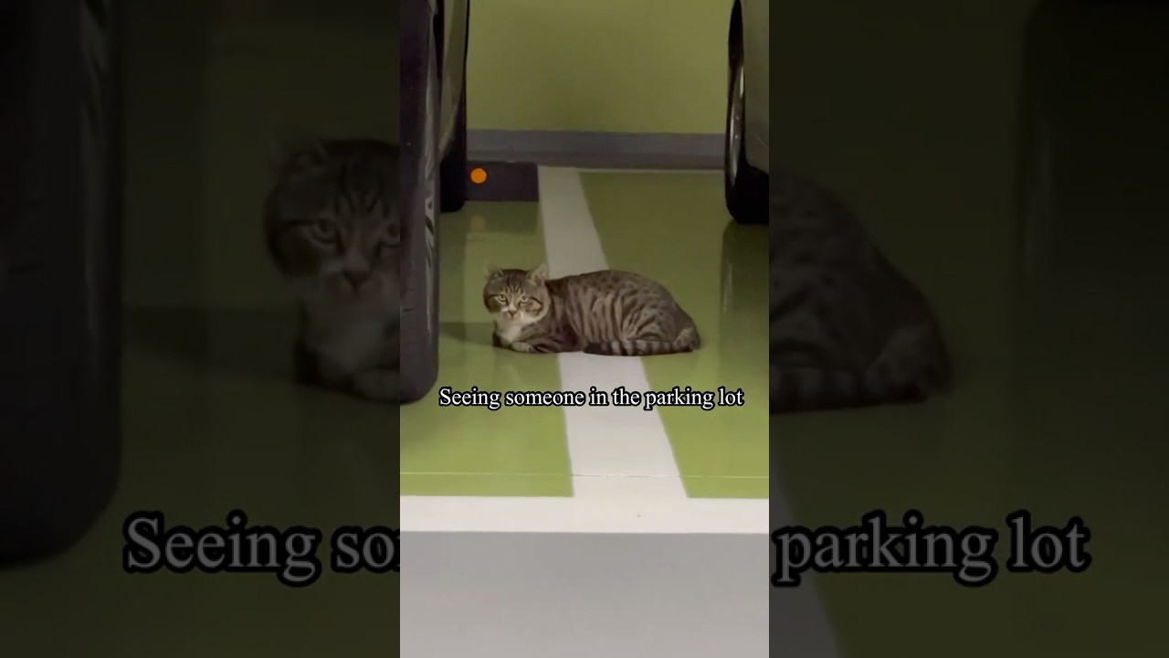 Times when life doesn’t feel real (cat ver.) 