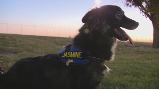 How one Chicagoan brought a rescue dog home from Ukraine
