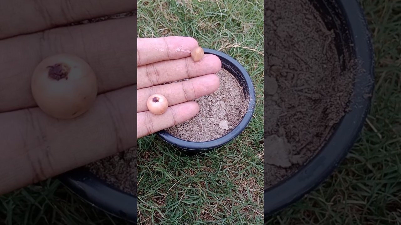 Guess the fruit #assumeplants