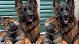 Puppy Does The Cutest Head-tilts