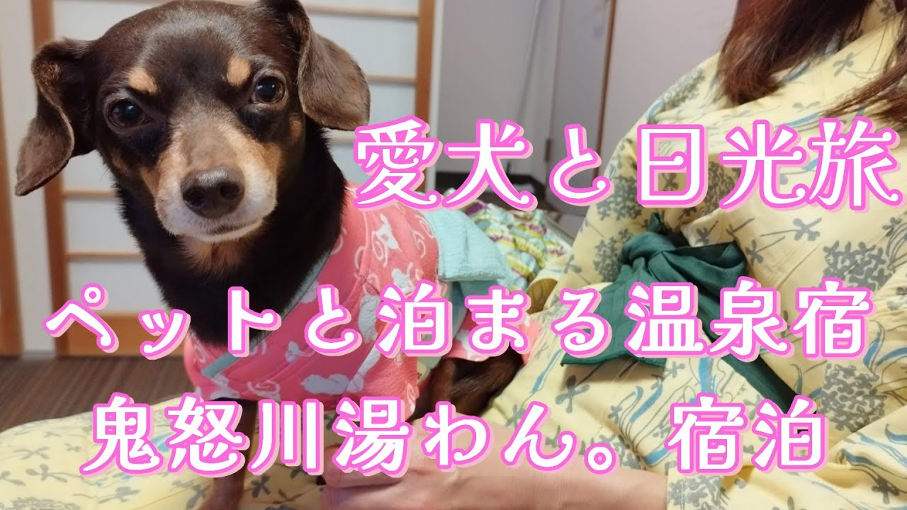 愛犬と行く日光＆世界旅行　ペットと泊まる温泉宿　鬼怒川湯わん。へ泊りました