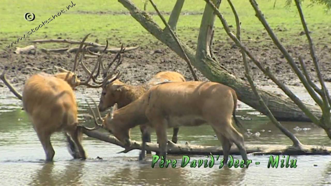 Père David's Deer - Elaphurus davidianus