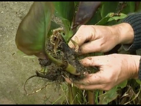 Vidéo: Comment tuer un lys canna - Les lys canna devraient-ils être morts