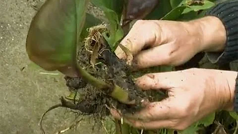 Comment tailler les cannas pour l'hiver ?