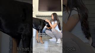 Slow morning with my boy 🐾 #doberman #dogs #doggy