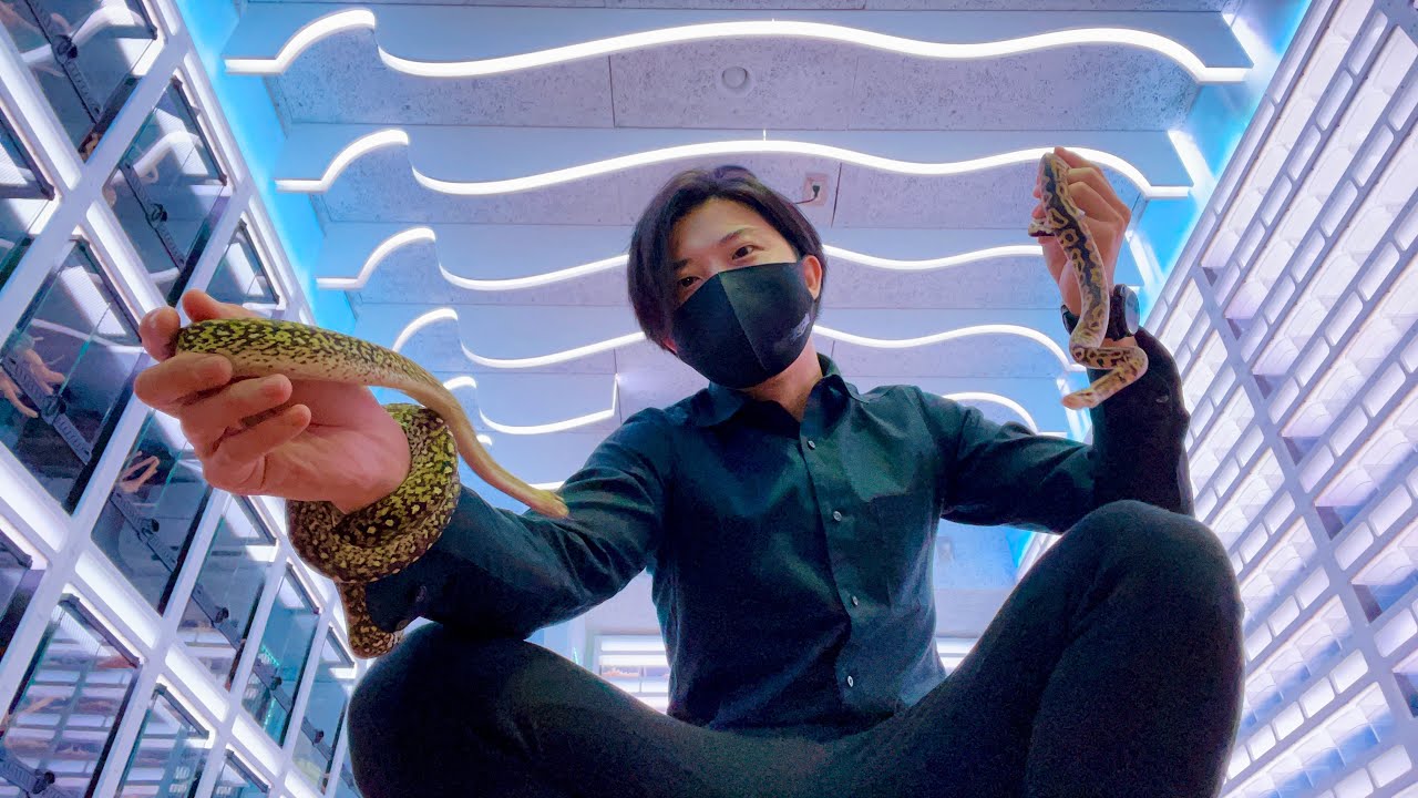 この爬虫類ショップとんでもない...。