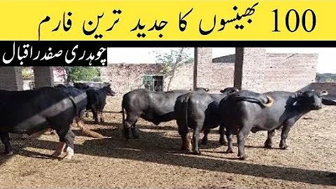 100 Buffalo's Very latest Farm||Ch.Safdar Iqbal