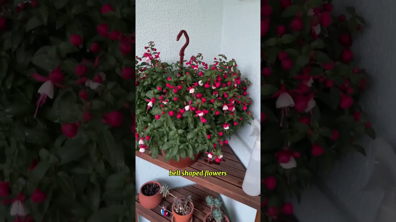 Fuchsia: Plant Care and Growing Guide #plants #garden #flowers #gardening #houseplants #plantcare