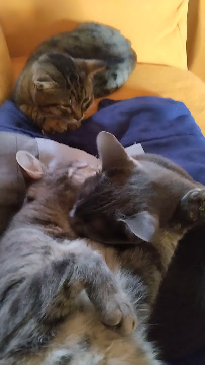 Shimby and Puzzino love each other