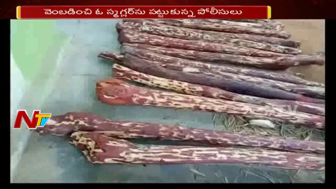 Task Force Police Cumbing in Krishnapuram Forest || Arrested Red sandalwood Exporters|| NTV