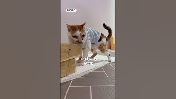 21세 노묘 메소_와아 왕눈곱이다 + 핑꾸배 한 번만 _ The cats huge eye booger N cute tiny pink belly #cat #shorts