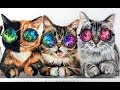 Time lapse drawing: Internet Famous Galactic Cats
