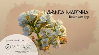 Plantas de A a Z - Lavanda-Marinha (Limonium)