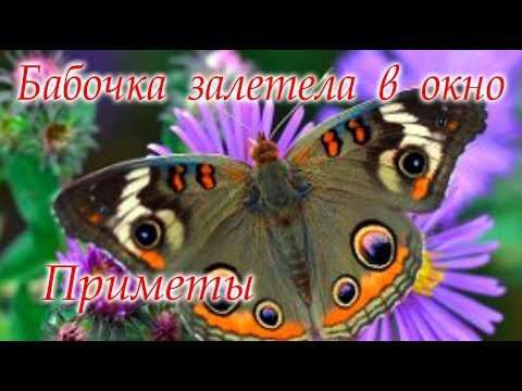 Бабочка залетела в дом #Приметы #Светлана_Веда