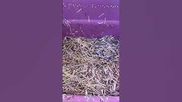 Happenings in the Worm Bin #compost #vermicomposting #composting #wormbin #sprouts #shorts #short